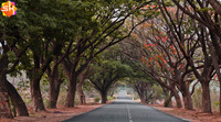 Canopy on Srisailam Road