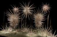 Chihuly Garden and Glass